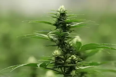 Die Polizei stellte auch einige Cannabisblüten sicher. Symbolfoto: Reuters 