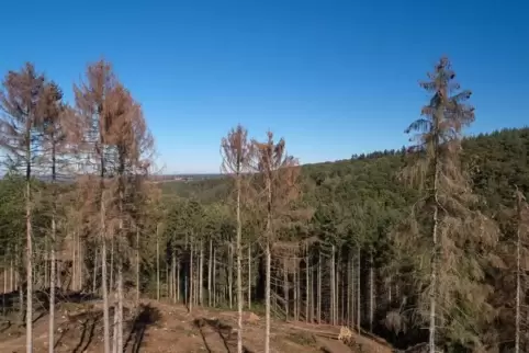 Für den jährlichen Waldzustandsbericht werden knapp 3900 Bäume an 160 Standorten in Rheinland-Pfalz untersucht. Foto: dpa
