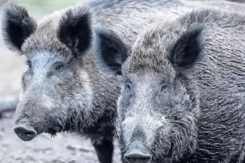 Wildschweine können die Afrikanische Schweinepest verbreiten. Wenn Spaziergänger im Wald in Blut oder Kot eines erkrankten Tiere