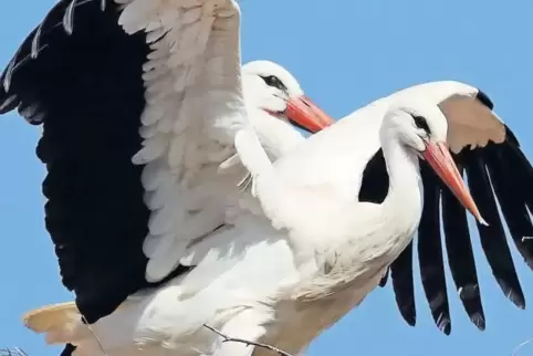 Nicht alle Störche, die im Sommer auf dem Hitscherhof geschlüpft sind, leben noch.