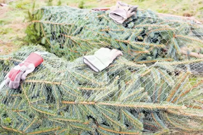 Nordmanntanne, Douglasie, Blaufichte? Jeder Baum hat so seine Vor- und Nachteile.