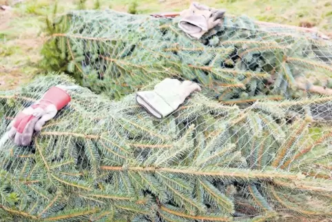 Nordmanntanne, Douglasie, Blaufichte? Jeder Baum hat so seine Vor- und Nachteile.