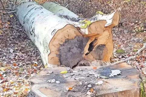 Sichtbar krank: Diese gefällte Buche zeigt deutliche Zeichen der Kernfäule. Pilze sind die Ursache für diese Krankheit.