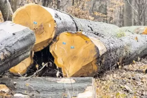 Holz, das am Wegesrand liegt, darf selbstverständlich nicht einfach mitgenommen werden – was hier auch nur mit schwerem Gerät gi