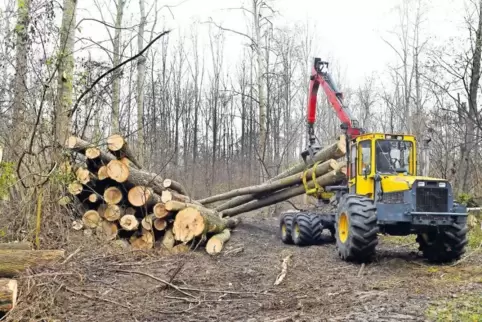 Abtransport: David Pfirrmann holt die gefällten Bäume mit schwerem Gerät aus dem Wald.