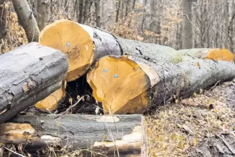 Holz, das am Wegesrand liegt, darf nicht einfach mitgenommen werden .