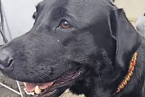Die Hundesteuer in Obrigheim wird erhöht.