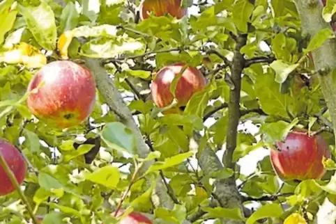 Arbeitsintensiv: die Apfelsorte Gewürzluiken.