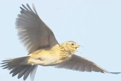 Die Feldlerche singt im Flug. Andere Vögel tun das vom Ast aus.