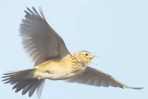 Die Feldlerche singt im Flug. Andere Vögel tun das vom Ast aus.