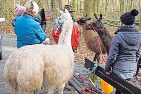 Exotisch und zutraulich: Lamas sind einer der Höhepunkte der Waldweihnacht.