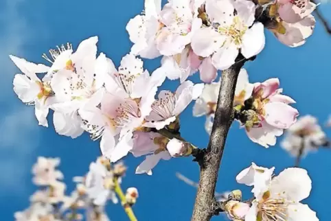 Lieb, teuer – und rosa.