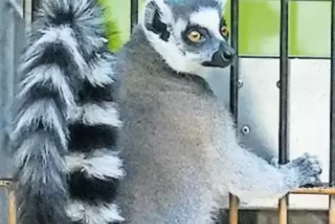 Verspielt: der Lemur Bato am Bildschirm.