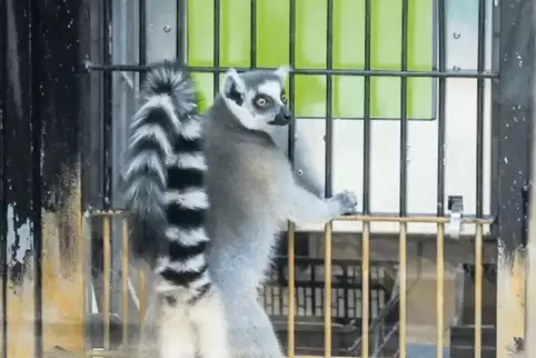 Verspielt: Der Lemur Bato am Bildschirm.