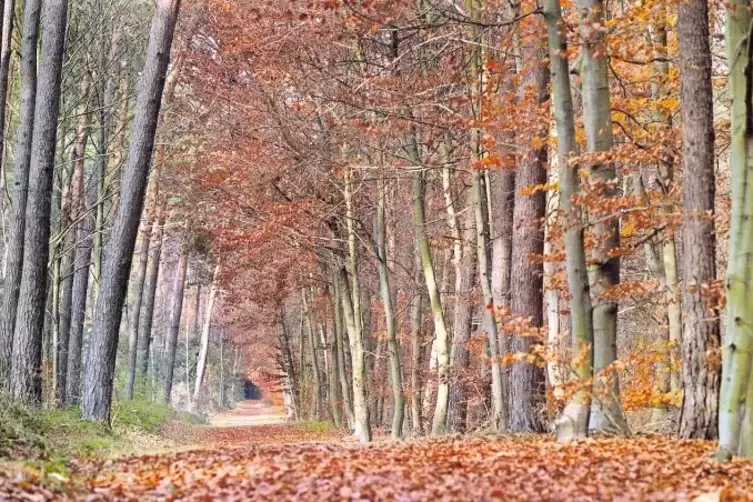 Geh&ouml;rte auch der Ganerbschaft: der Wald bei Dudenhofen.