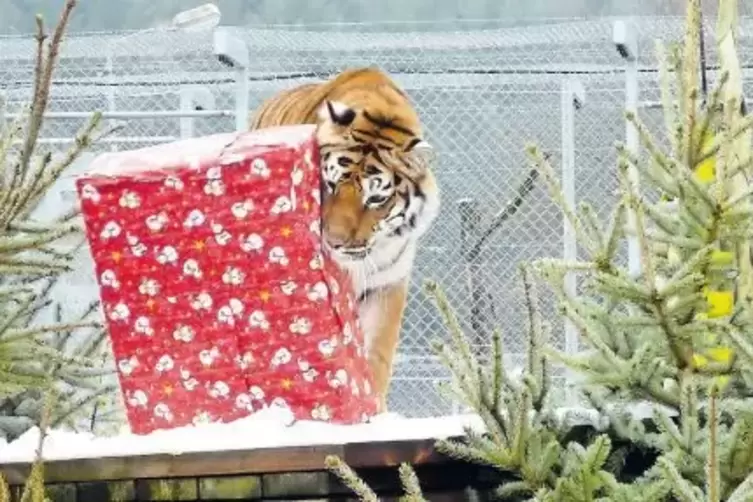 Gut eingepackte Überraschung: Die Sibirische Tigerin Varvara untersucht ihr Paket.