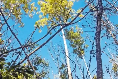 Wegen des Eschentriebsterbens wird im Freckenfelder Wald mehr Holz eingeschlagen als gewöhnlich und nach Fernost verschifft.