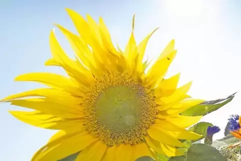 Blühende Landschaften: Wie auf dieser Wiese in Schwegenheim soll es künftig an vielen Orten aussehen.