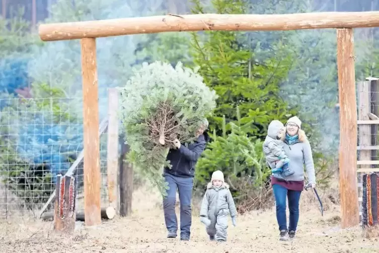 Mit Kind und Kegel in den Wald: In der Weihnachtsbaumkultur auf dem Breitenauer Bergfeld haben Christian, Amelie und Annika sowi