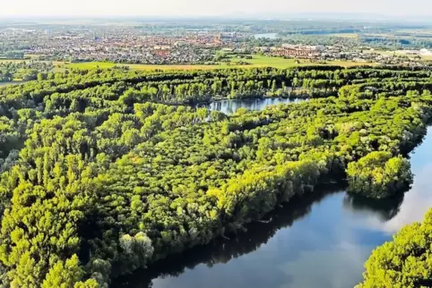 Früher waren die Rheinauen nur eine Flusslandschaft, seit 1014 ist Rheinauen auch eine Verbandsgemeinde.