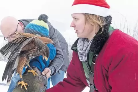 Bei der Tierweihnacht auf dem Potzberg ließen sich acht Wüstenbussarde von den Besuchern füttern.