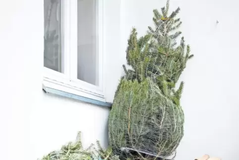 So bleibt er lange frisch: Der Weihnachtsbaum wird am besten in einer schattigen Ecke im Freien aufbewahrt.