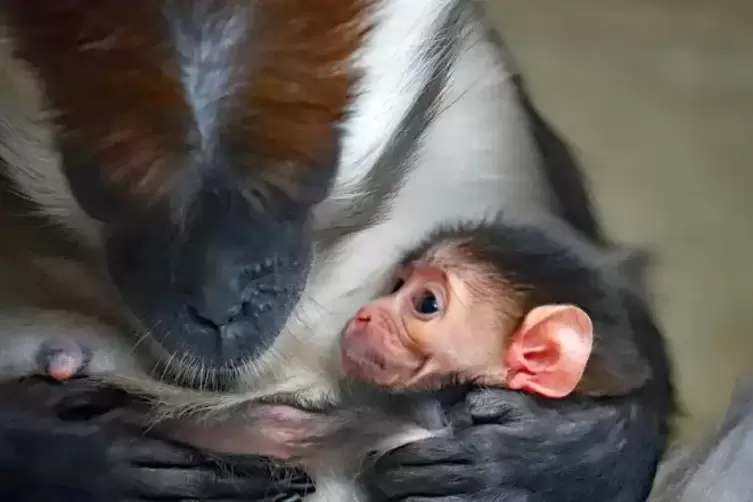 Mutter Kano mit dem Neugeborenen.  Foto: Zoo Karlsruhe/frei