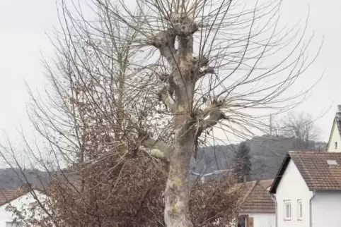 Unter den 3500 Bäumen, die vom Baumkataster erfasst werden, ist auch diese Platane am Hohlweg in Dahn auf dem Grundstück der VG-