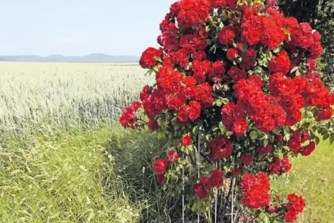 Die Gemeinde Kapellen-Drusweiler war der Vorreiter, dort wurden die ersten Rosen im Feld und in den Weinbergen gepflanzt. Alljäh