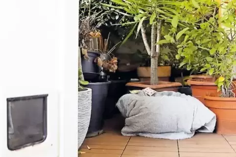 Hinter der Klappe nächtigen die Katzen in einem kleinen mediterranen Garten.