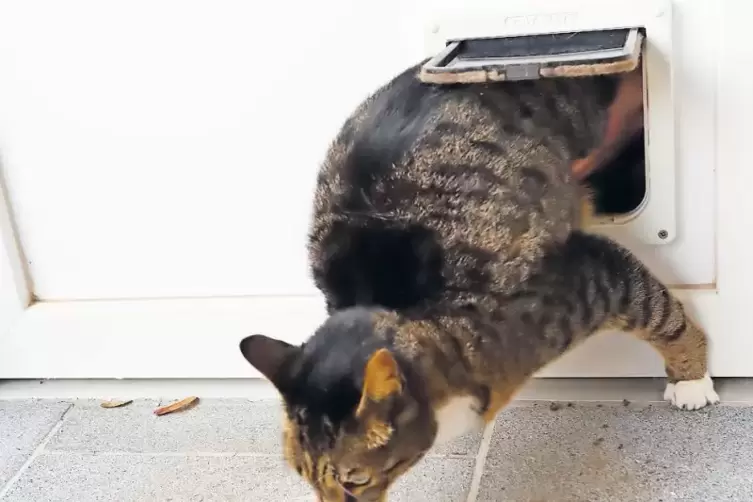 Kater Sammy beim Durchschl&uuml;pfen der Katzenklappe.