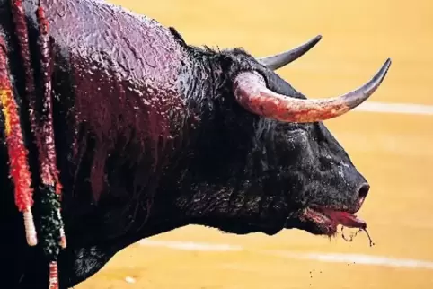 Auf den Balearen darf bei Stierkämpfen wieder Blut fließen.