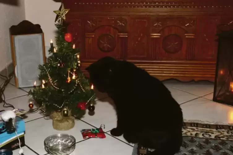 Katze Cookie mit ihrem eigenen Weihnachtsbaum: