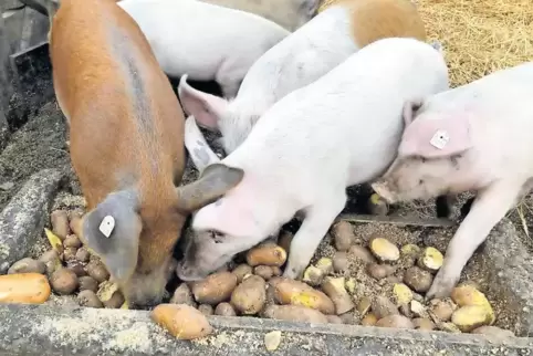 Mittlerweile mästet die Gruppe sieben Duroc-Schweine.