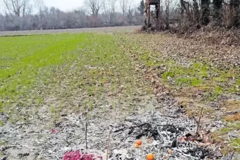 Zwischen Sondernheim und Hördt steht dieser Hochsitz, in dessen Schussfeld die illegale Kirrstelle mit Geflügelkadavern liegt.