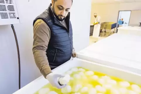 Abdul Saymoa kontrolliert Chalali-Käse, der im Bottich schwimmt.