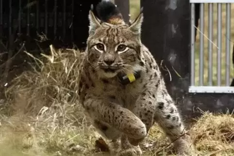 Seit März im Pfälzerwald unterwegs: Luchs-Männchen Juri.  Foto: Cornelia Arens KLICKFaszination / SNU RLP 