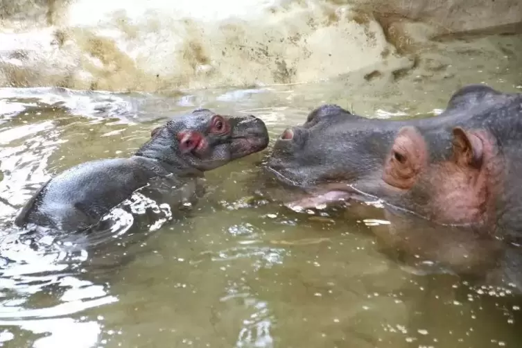 Das Neugeborene mit seiner Mama Kathy im Flusspferd-Gehege.  Foto: Zoo/frei