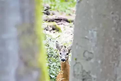 Schüchtern und scheu: Rehe laufen weg, wenn sie Angst haben.