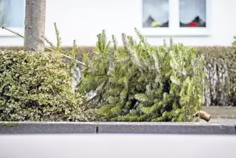 Am Straßenrand: ein ausgedienter Weihnachtsbaum.