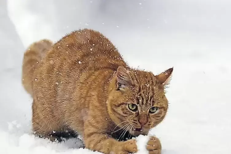 Tierisches Vergn&uuml;gen: W&auml;hrend diese Katze im Schnee spielte, ist die Lage in den bayerischen und &ouml;sterreichischen Alpen weiter k