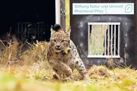 Auf ins wilde Leben: Luchsmännchen Juri bei seiner Freilassung.