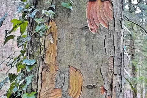Wie bei diesem Bergahorn besteht die Baumrinde aus mehreren Schichten. Wenn der Stamm an Umfang zunimmt, blättert sie ab.