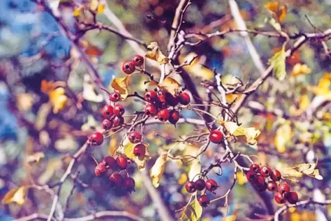 Im Herbst trägt der Weißdorn kräftig rote Früchte.