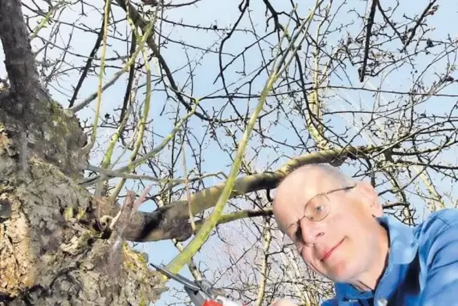 ... müssen die Bäume aber gut gepflegt werden. »Jeder Baum muss anders geschnitten werden«, weiß der Schifferstadter. ... müssen die Bäume aber gut gepflegt werden. »Jeder Baum muss anders geschnitten werden«, weiß der Schifferstadter.