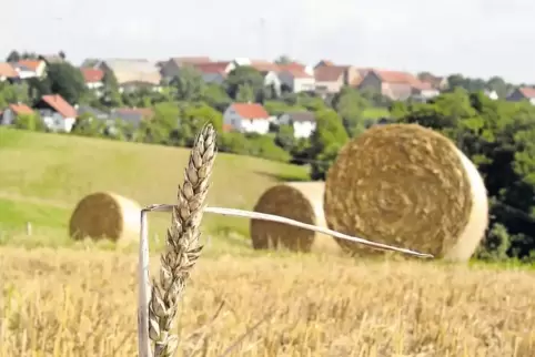 Beim Getreide war die Ernte in der Region – hier ein Feld bei Biedershausen – unterschiedlich, aber nicht wirklich schlecht, so 