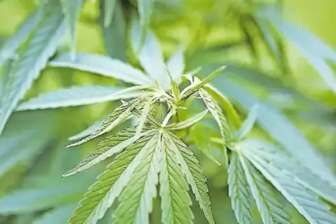 Cannabis.