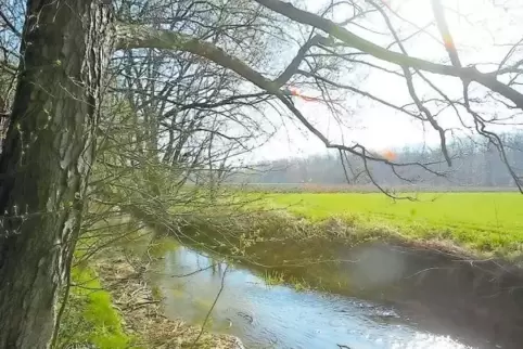 Im Spannungsfeld zwischen Kultur-und Naturlandschaft: Der Bienwald und die Wiesen an seinem Rand.