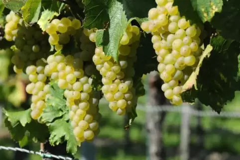 Zu einem breitem Spektrum weinbaulicher Themen werden bei den Pfälzischen Weinbautagen Fachvorträge geboten.  ARCHIVFOTO: M. FRA