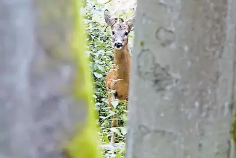 Schüchtern und scheu: Rehe laufen weg, wenn sie Angst haben.